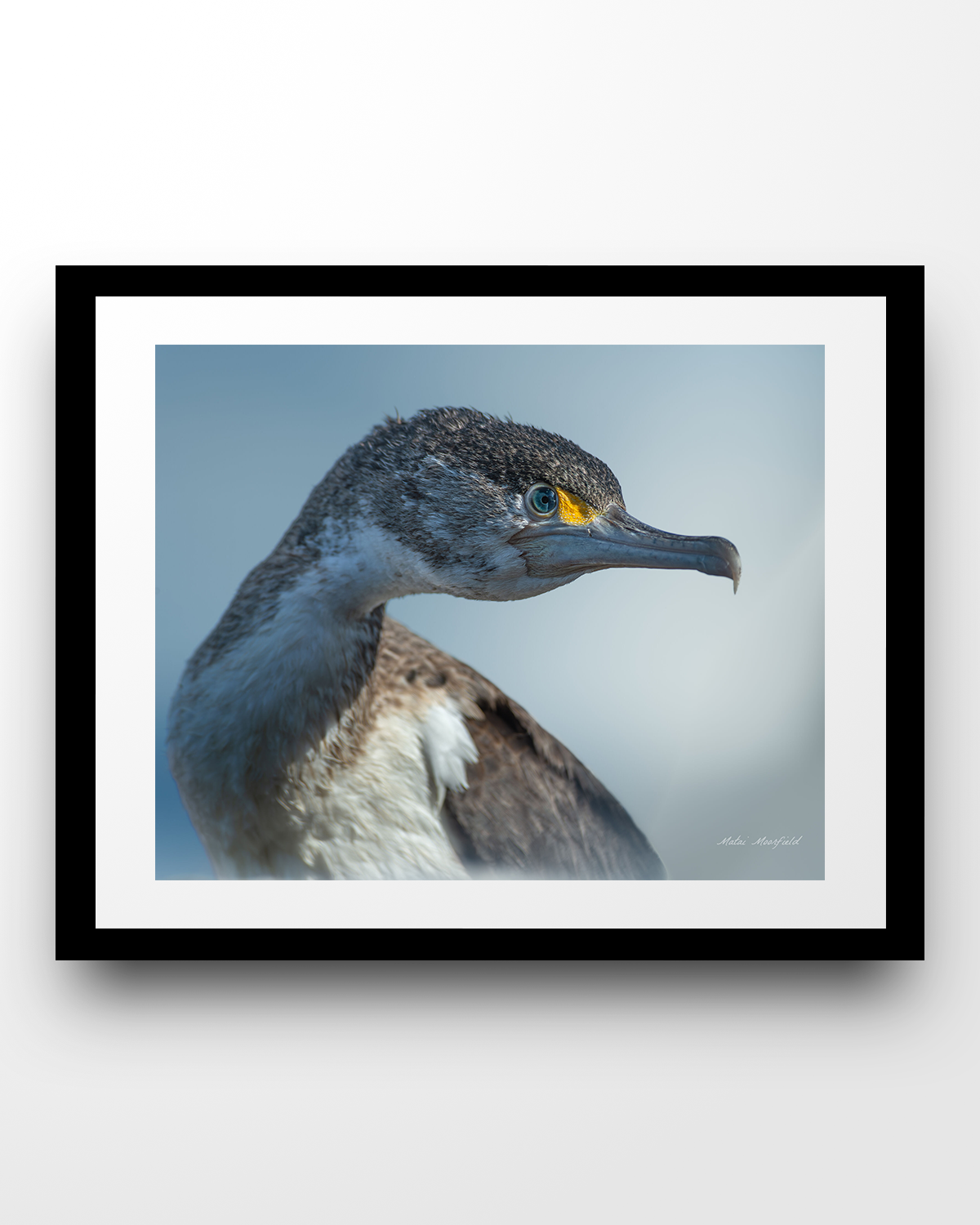 Juvenile Pied Shag Wildlife Print - New Zealand Bird Photography